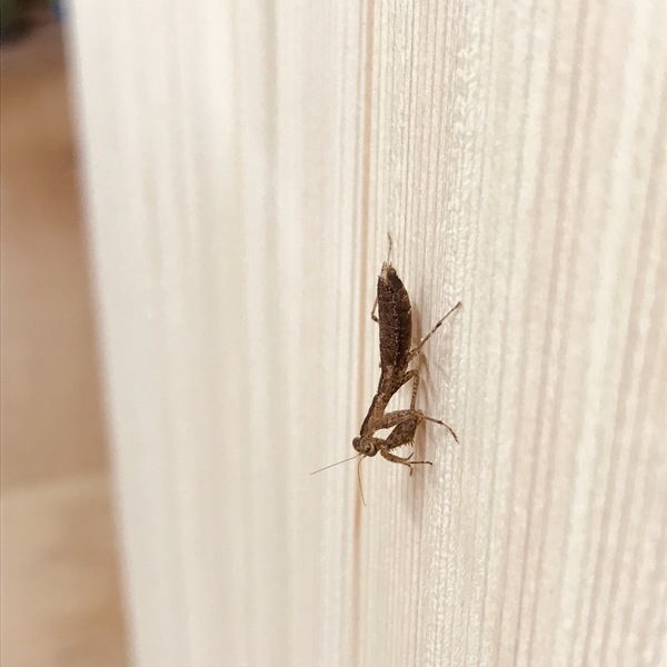 カマキリ